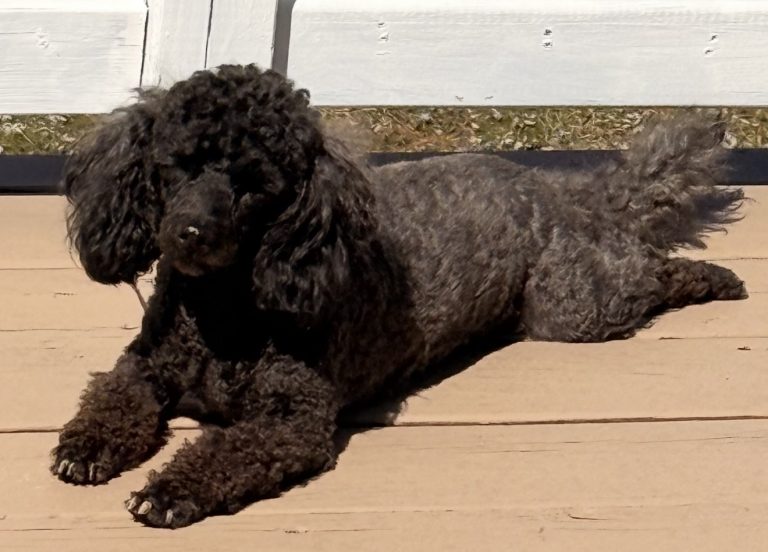 Sole, lost dog, Toy poodle