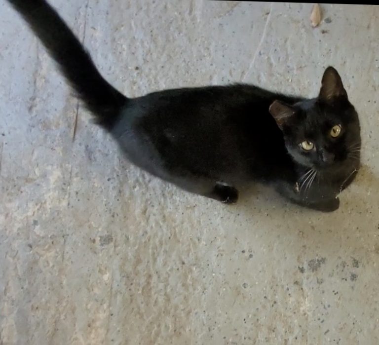 Sadie May, lost cat, Feral