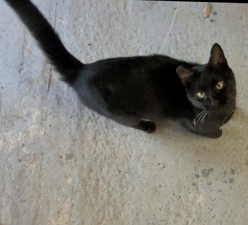 Sadie May, lost cat, Feral