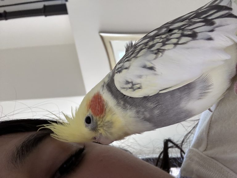 Nana, lost bird, Cockatiel