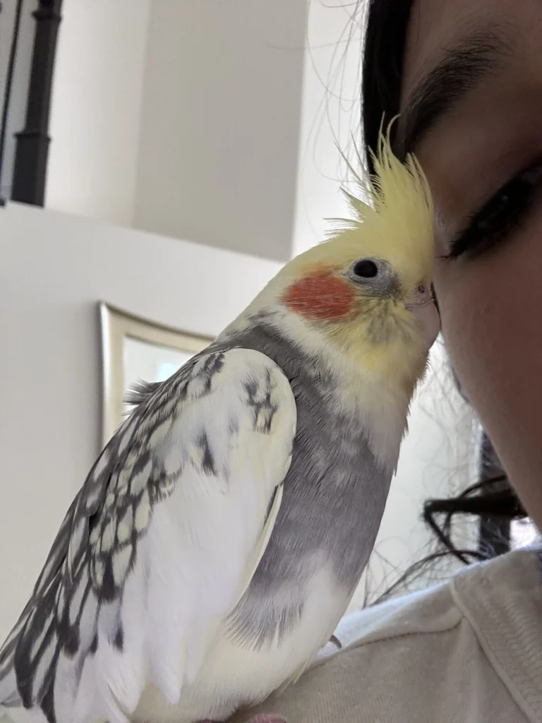 Nana, lost bird, Cockatiel