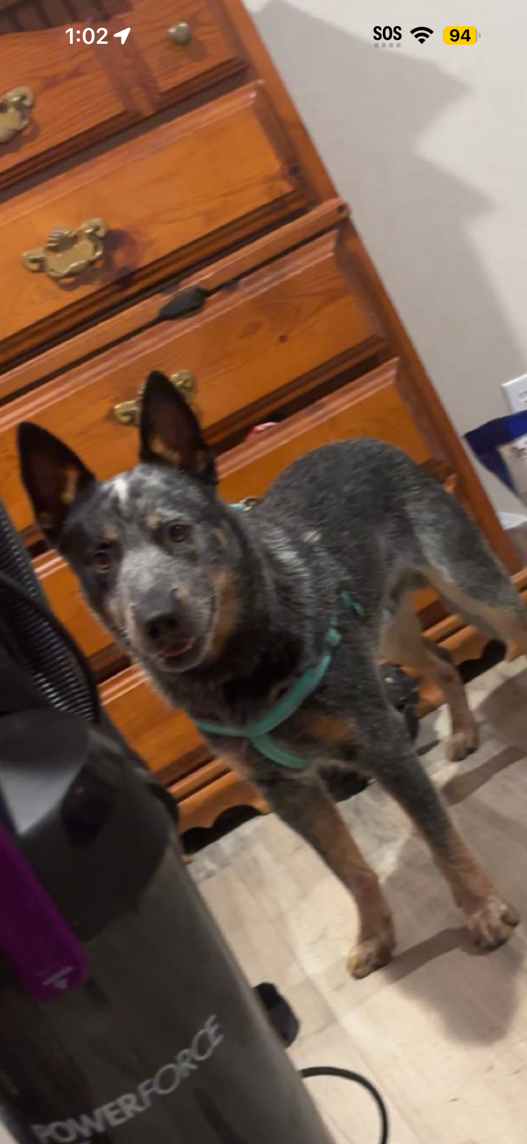 Smokie, lost dog, Blue heeler