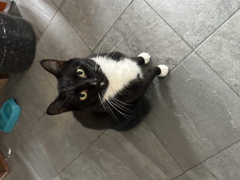 Dusty, lost cat, Domestic Short Hair