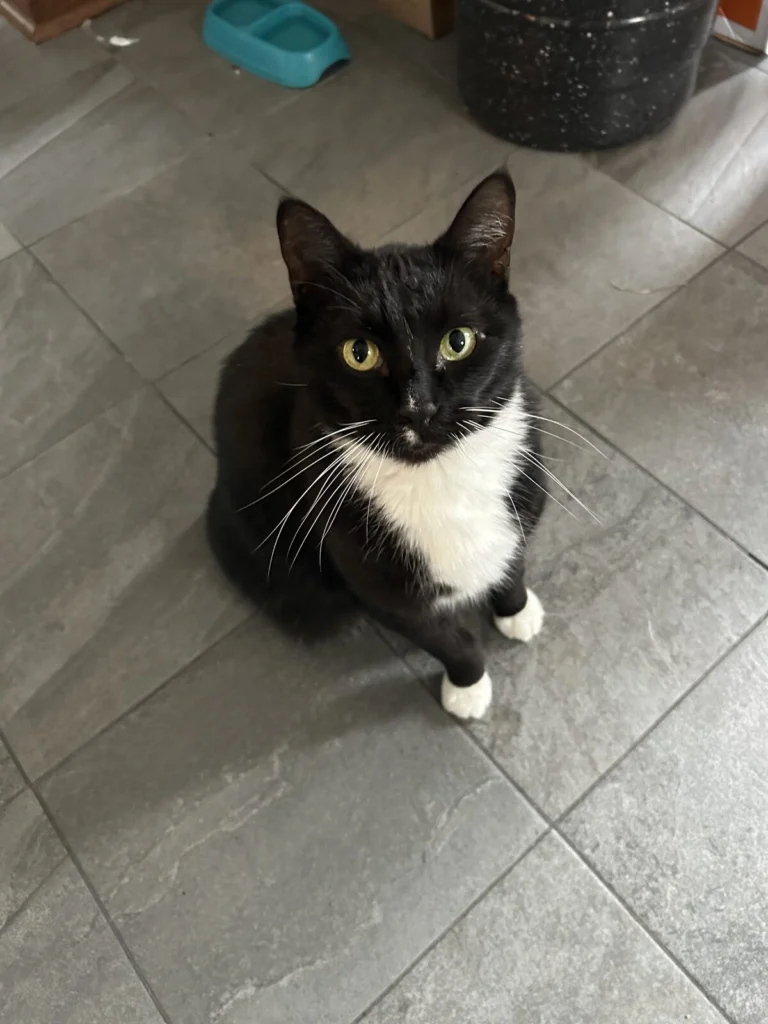 Dusty, lost cat, Domestic Short Hair