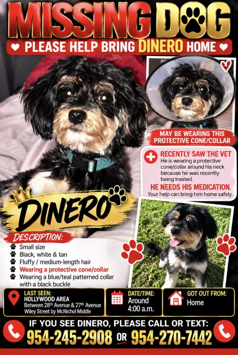 Dinero, lost dog, Yorki