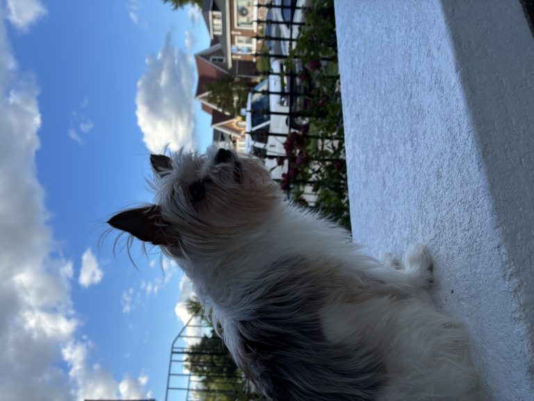 Chavo, lost dog, Yorkie