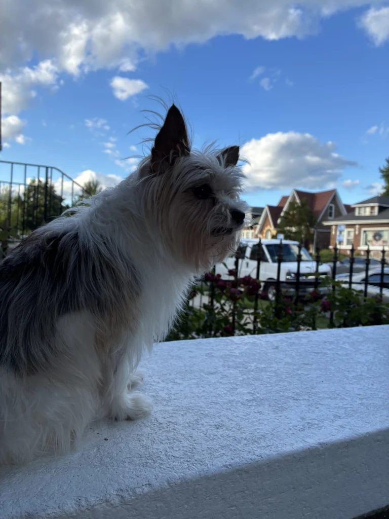 Chavo, lost dog, Yorkie