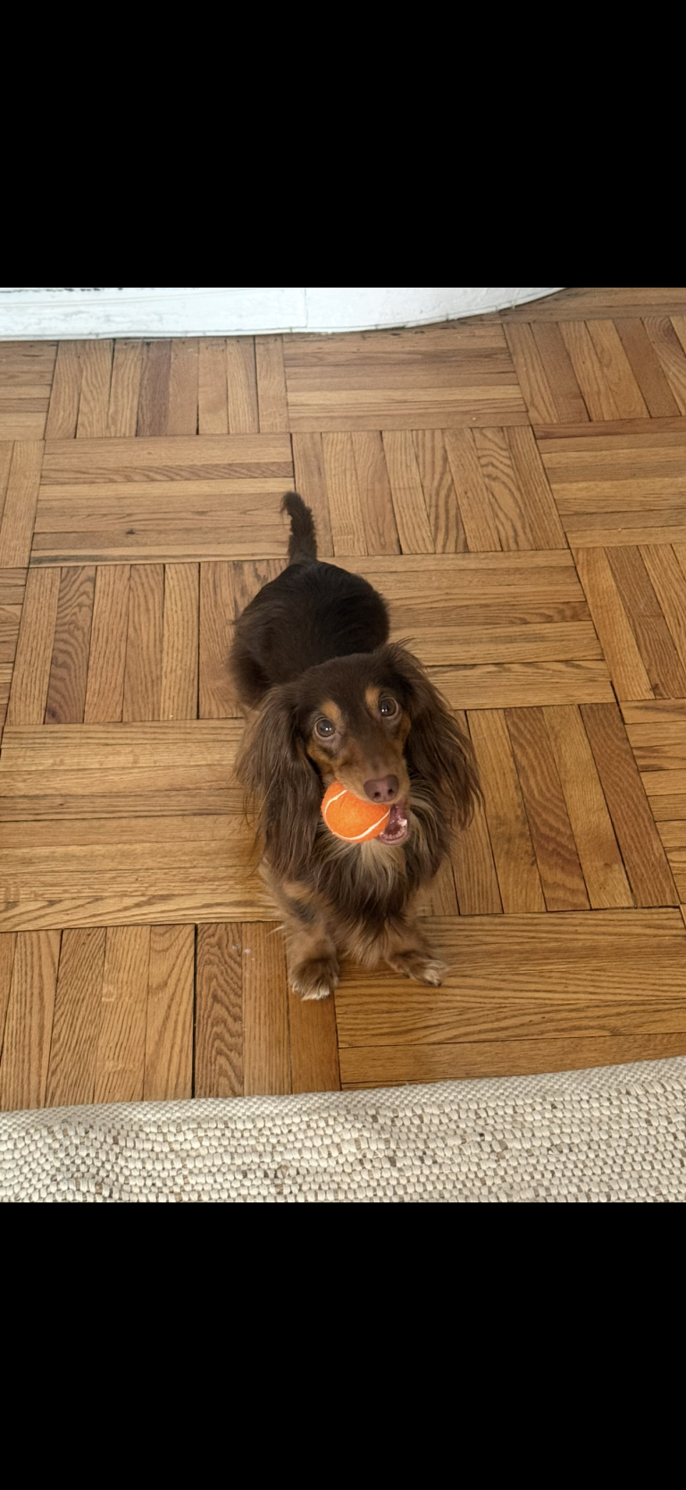 Tony, lost dog, Long-haired dachshunds