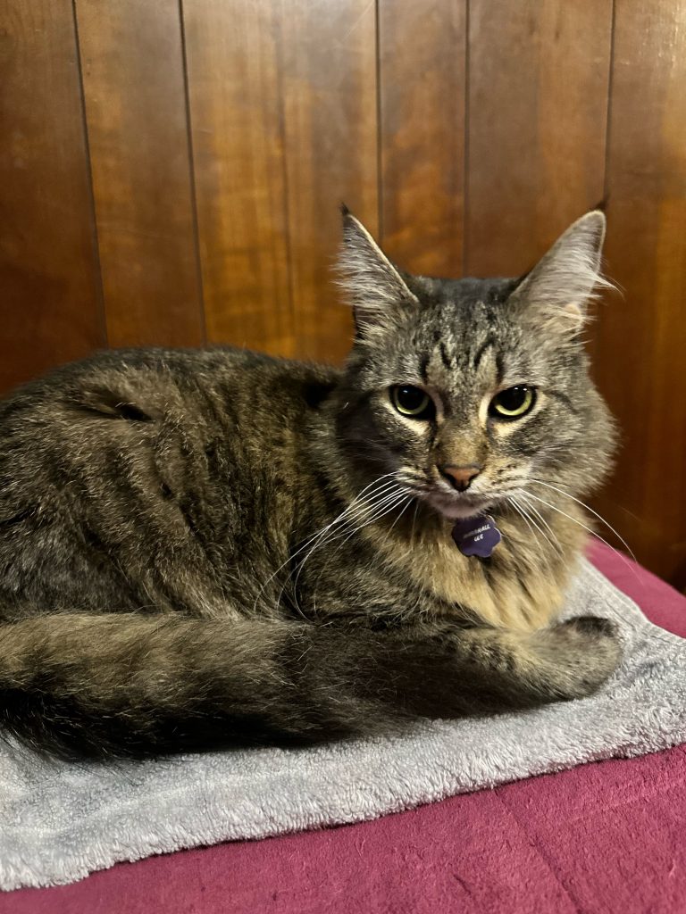 Marshall Lee, lost cat, Domestic Long Hair/Maine Coon