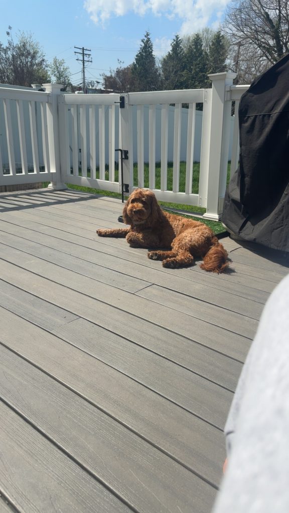 Graham, lost dog, Australian Labradoodle
