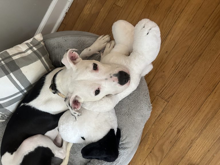 Theo, lost dog, Pitbull/Lab