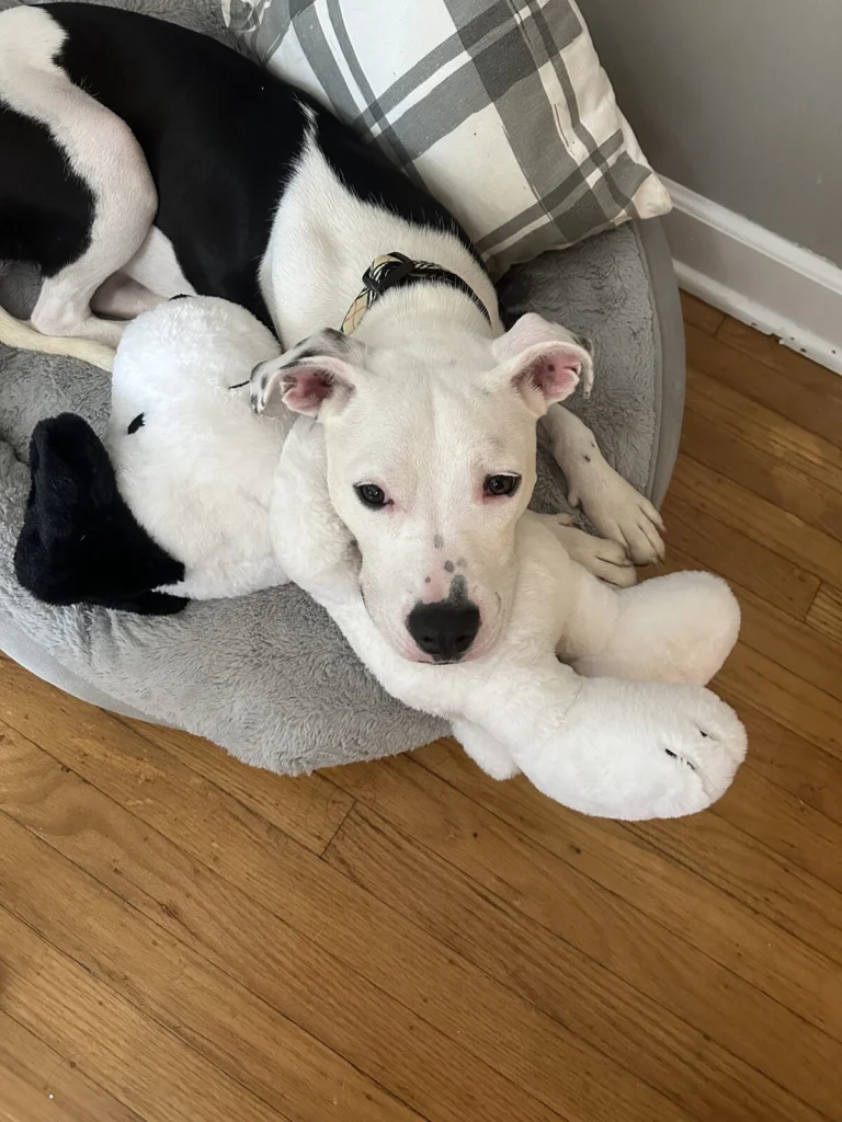 Theo, lost dog, Pitbull/Lab