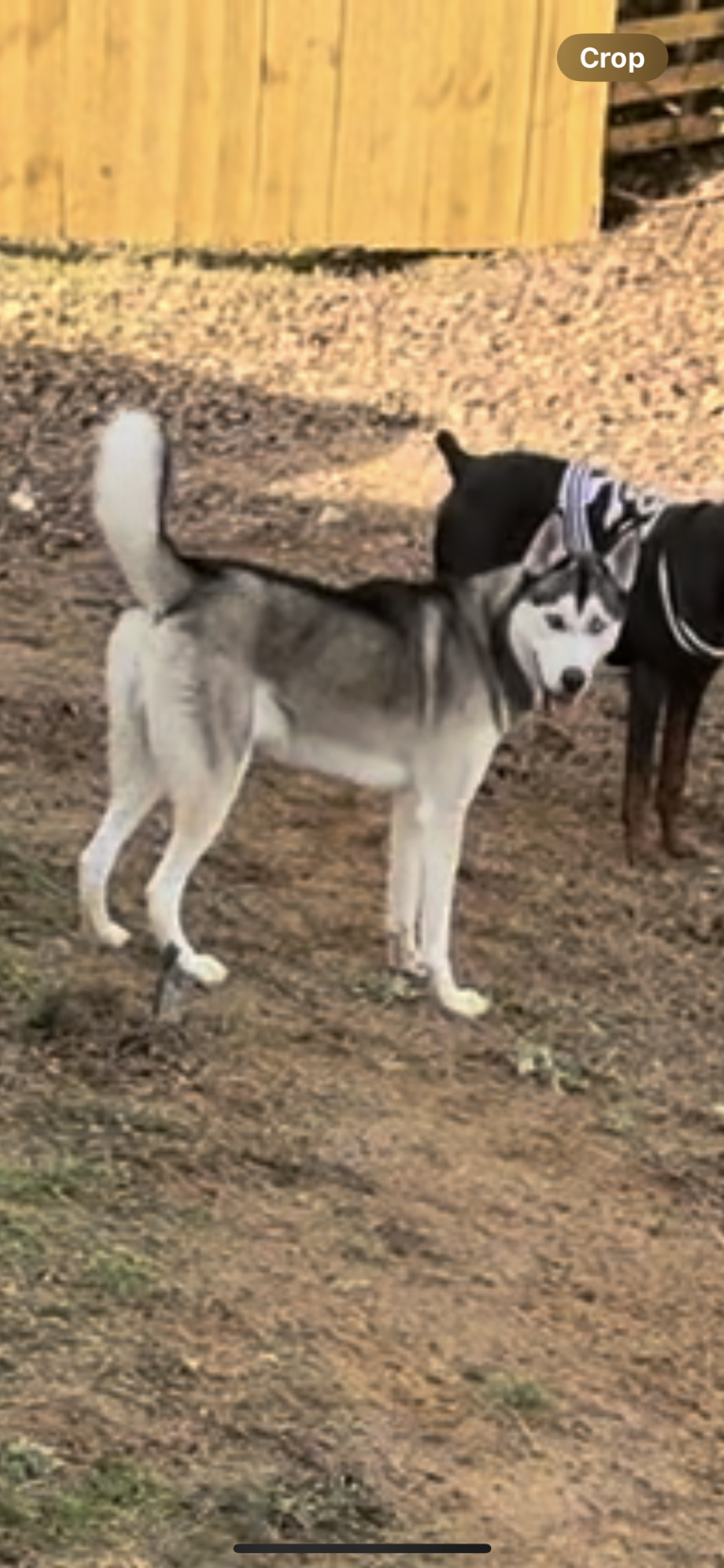 Dax, lost dog, Husky