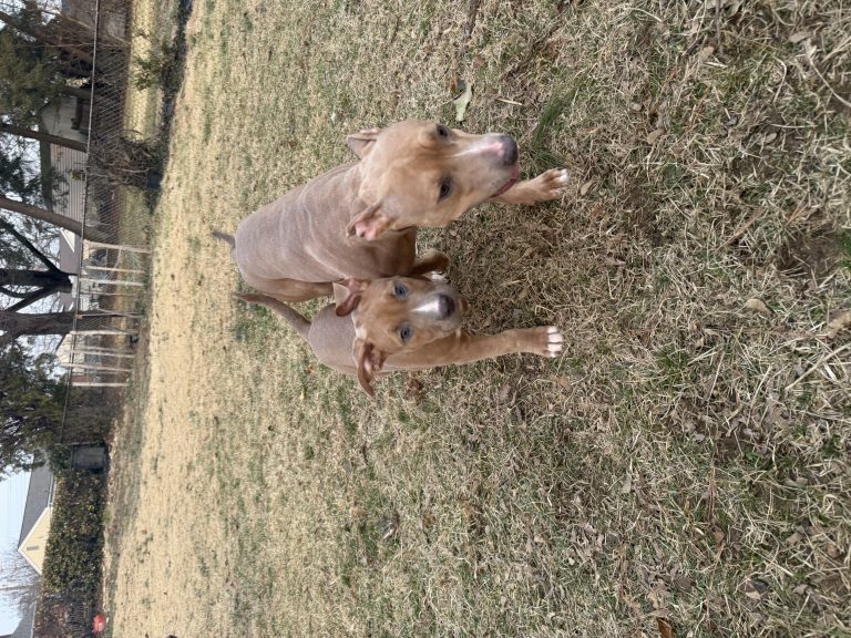 Legacy & Omen, lost dog, pitt