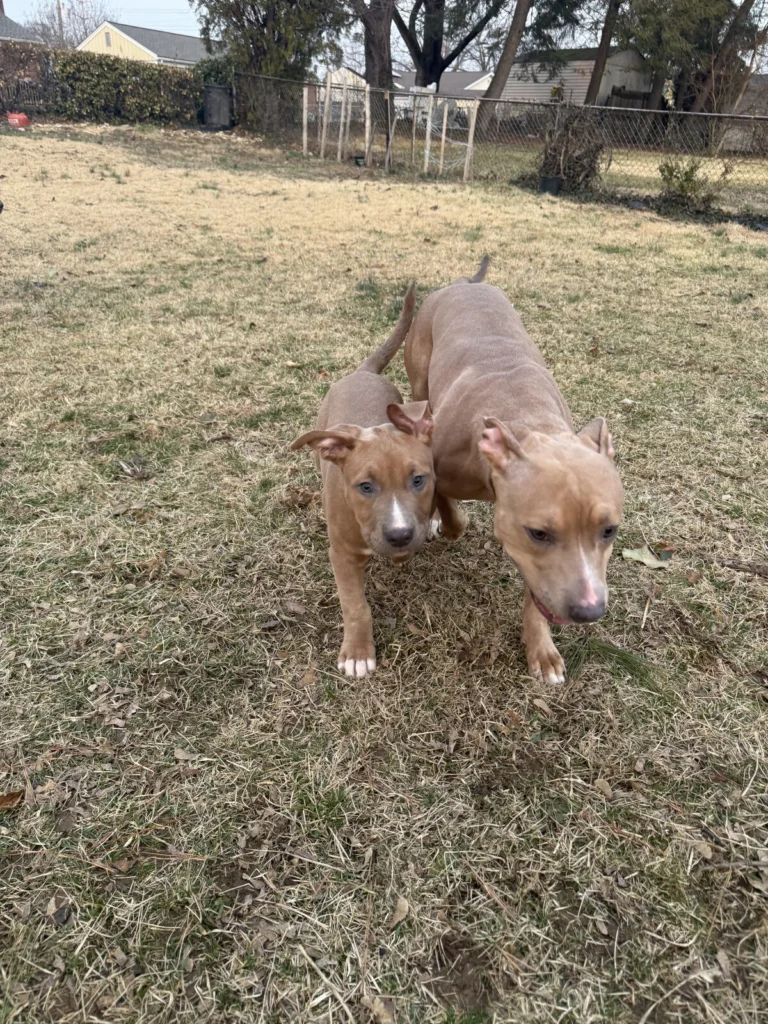 Legacy & Omen, lost dog, pitt