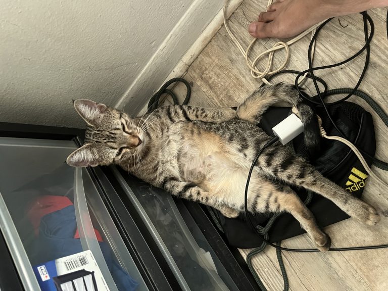 Nala, lost cat, Domestic shorthair