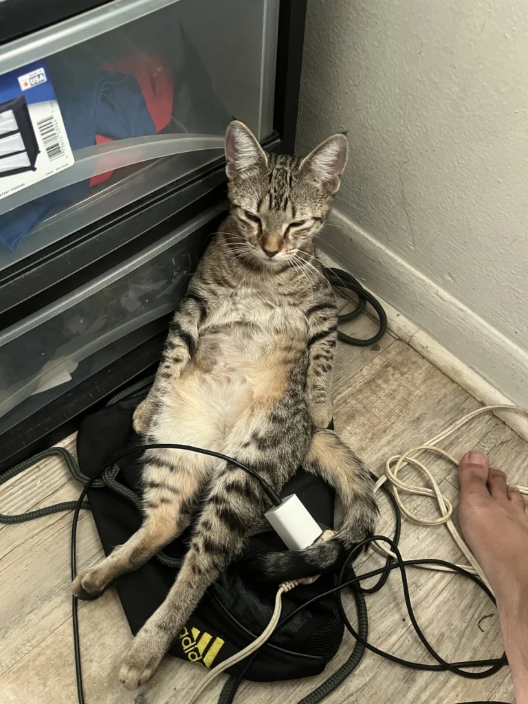 Nala, lost cat, Domestic shorthair