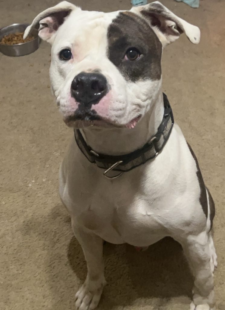 Fendi, lost dog, Pitt