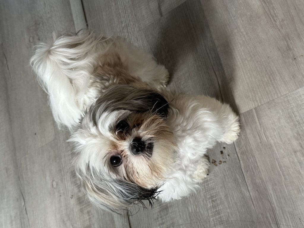 Morita, lost dog, shih tzu