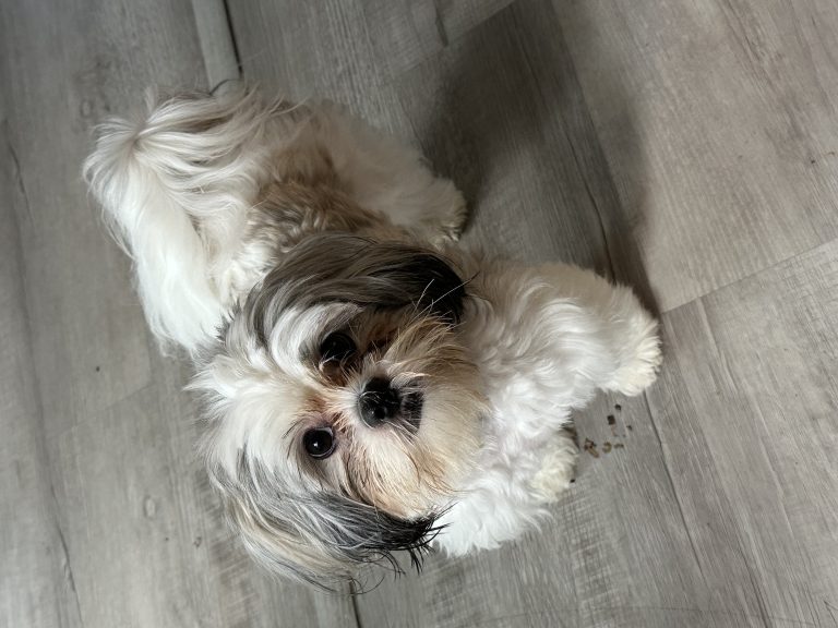 Morita, lost dog, shih tzu