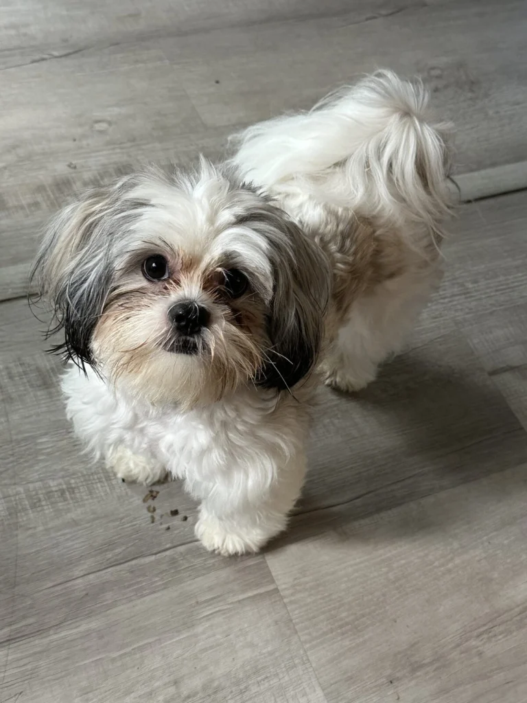 Morita, lost dog, shih tzu