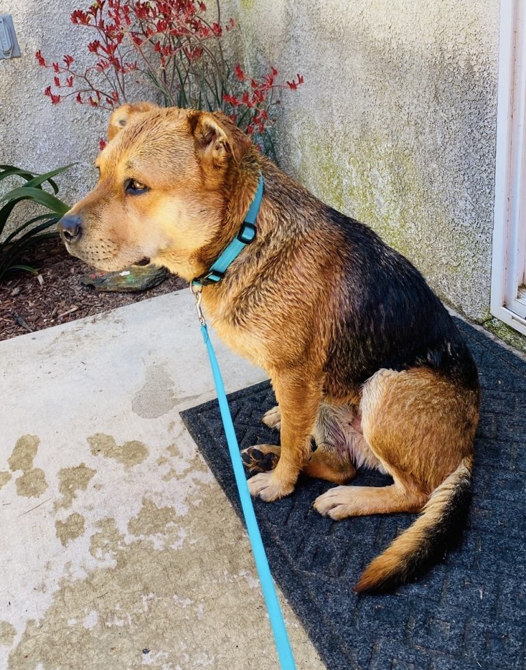 Savi, lost dog, German Shepherd Mix