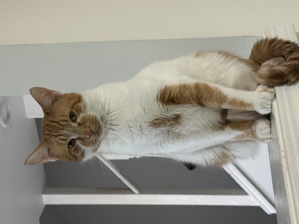 Mojito, lost cat, Orange tabby