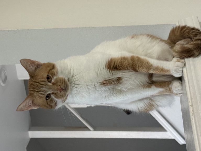 Mojito, lost cat, Orange tabby