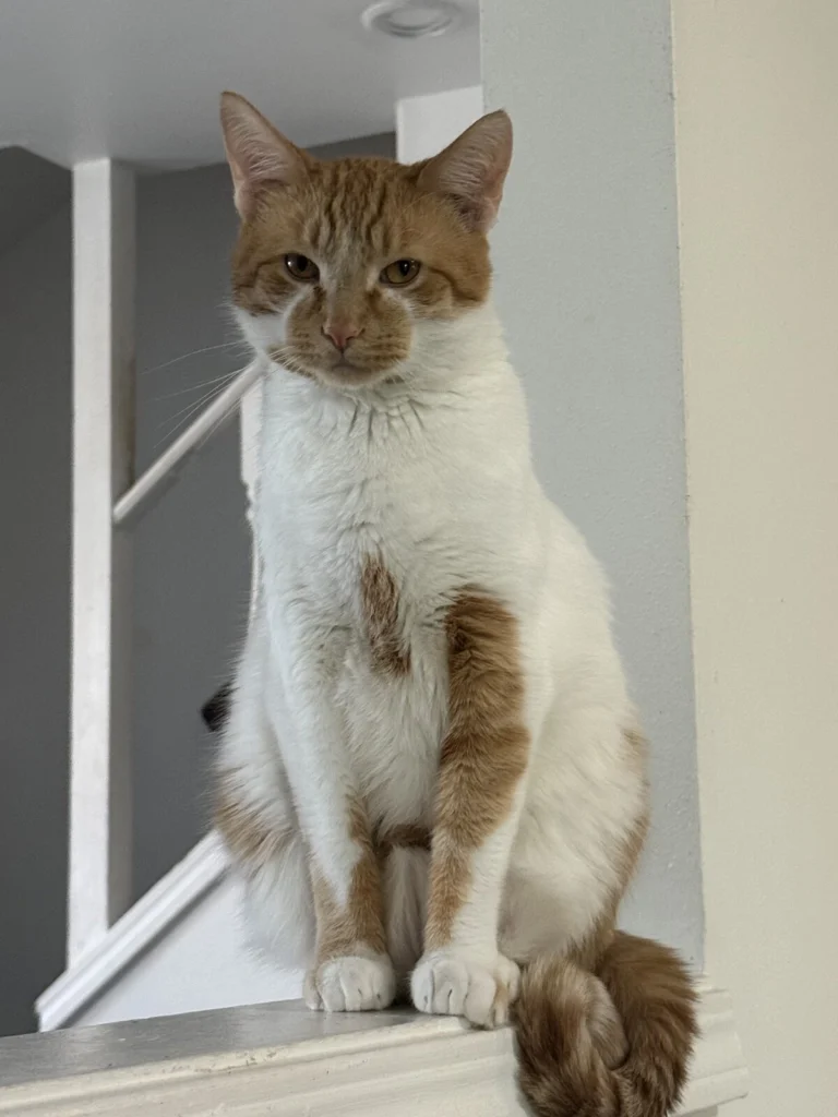 Mojito, lost cat, Orange tabby