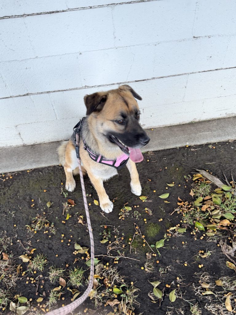 Peanut, lost dog, german shepard