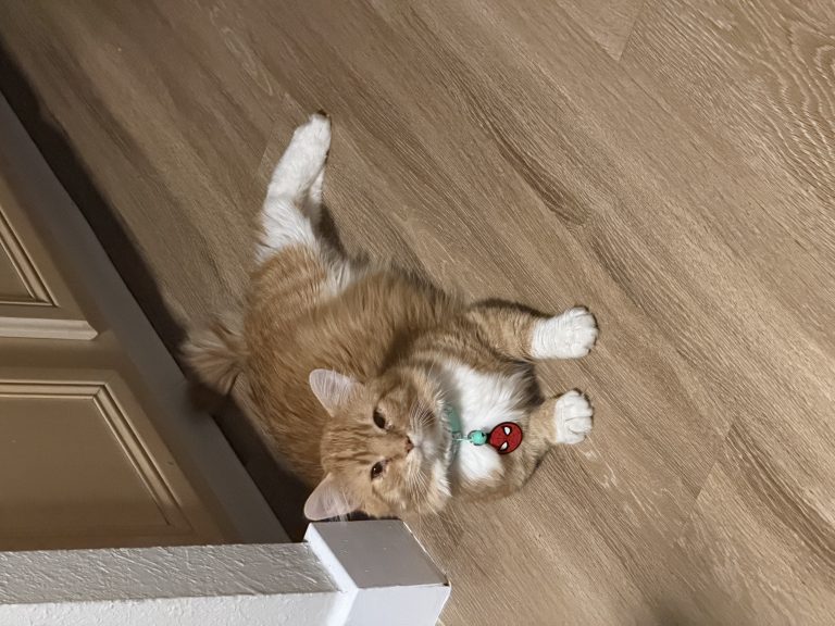 Boots, lost cat, Medium hair