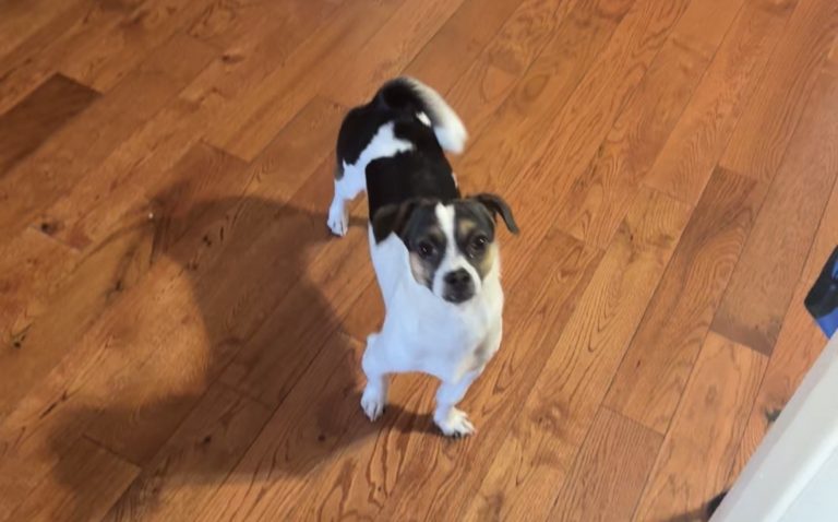 Toro, lost dog, Chihuahua/Jack Russell
