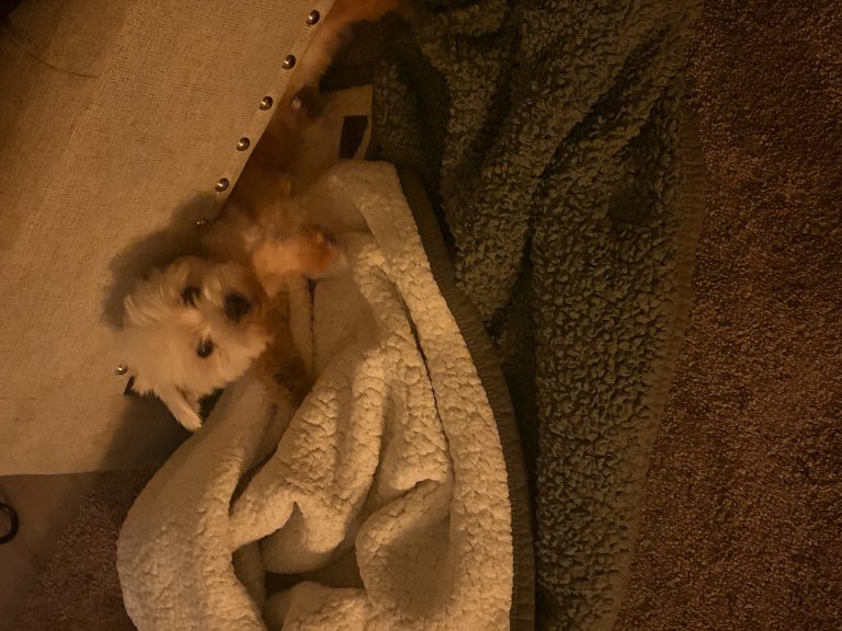Bear, lost dog, Maltese