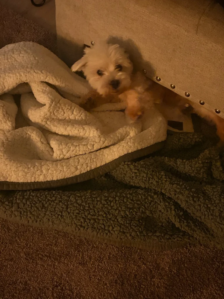 Bear, lost dog, Maltese