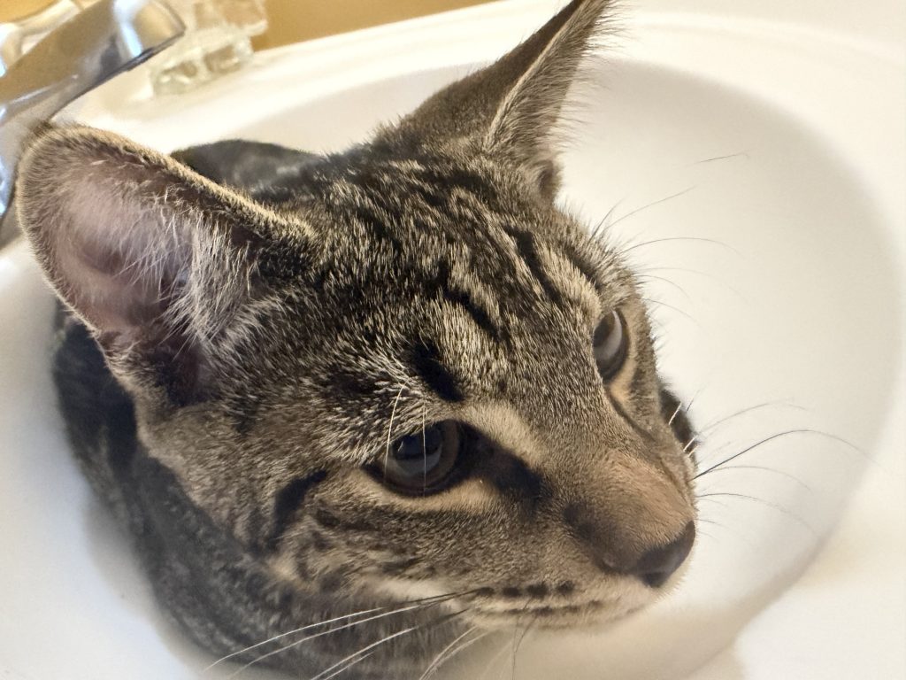 Kiko, lost cat, American short hair I think