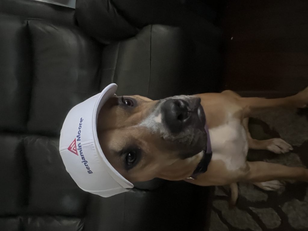 Natasha, lost dog, Staff mix