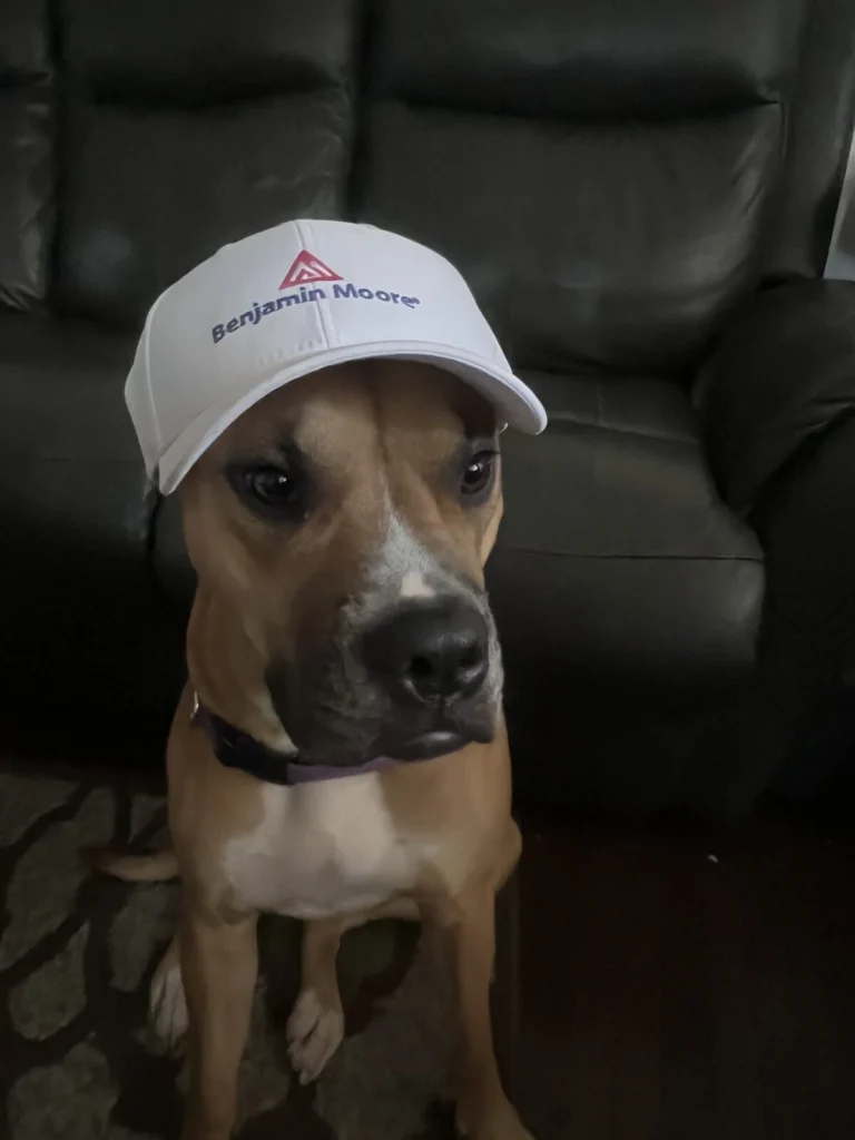 Natasha, lost dog, Staff mix