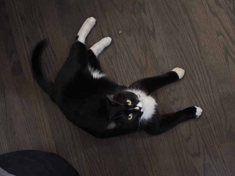 Nyangi, lost cat, domestic shorthair