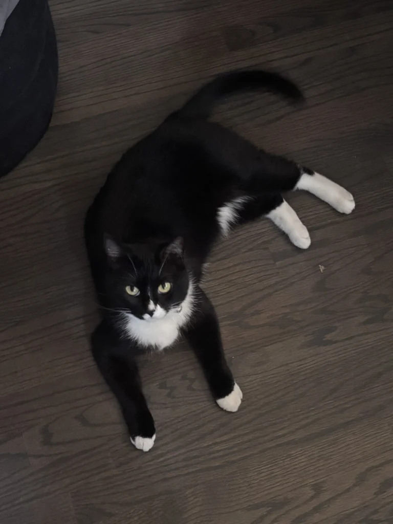 Nyangi, lost cat, domestic shorthair