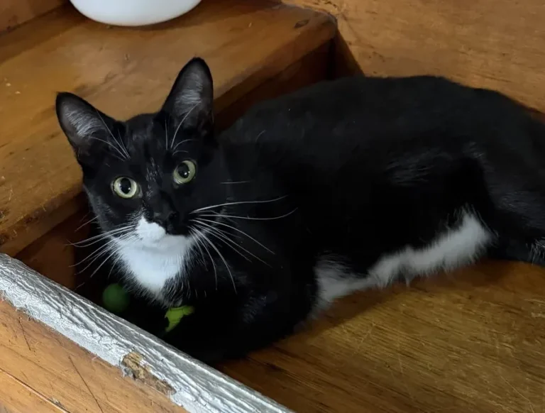Shadow, lost cat, Na
