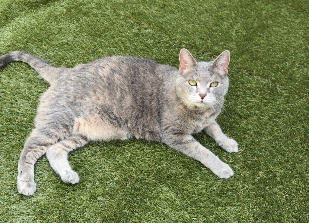 Lea, lost cat, Tabby