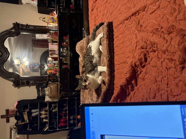 Pineapple, lost cat, Short hair