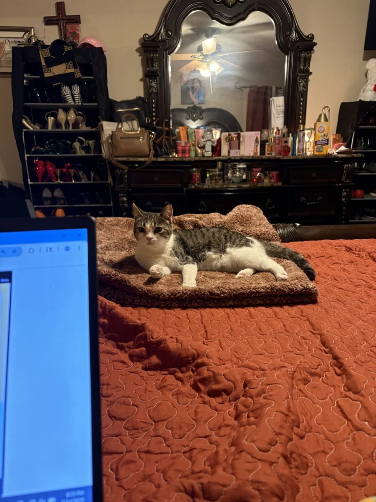 Pineapple, lost cat, Short hair