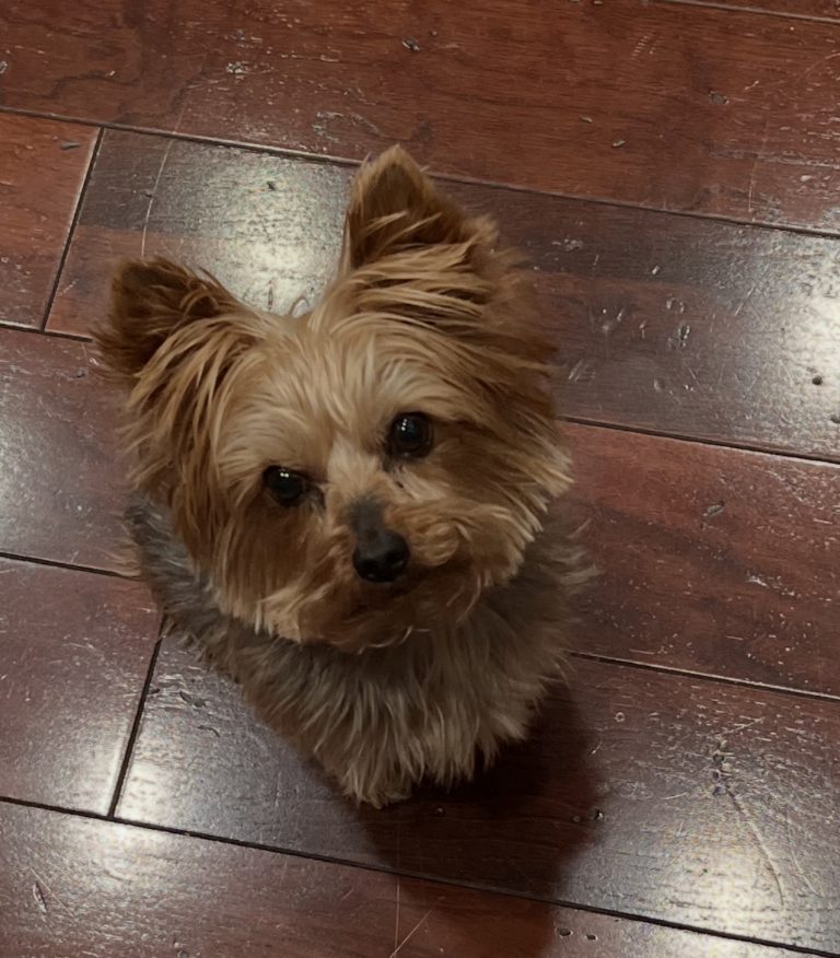 Enzo, lost dog, Yorkie