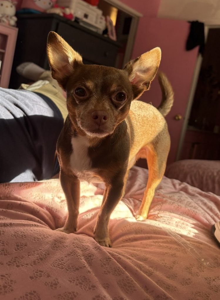 Hershey, lost dog, Chihuahua