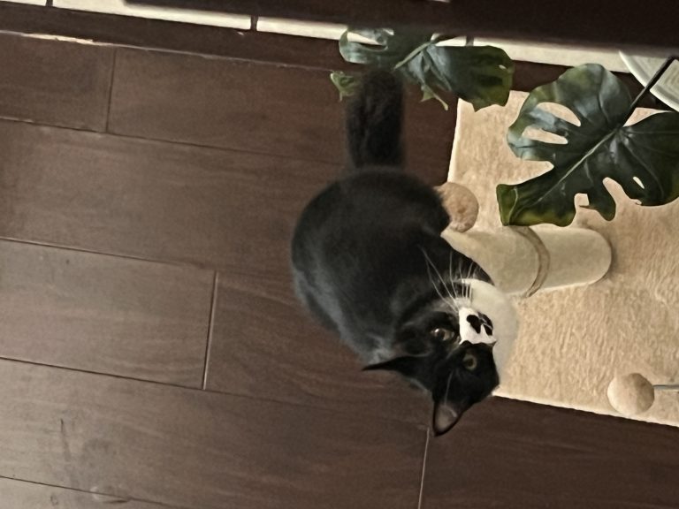Cutiegirl, lost cat, Dometic short hair
