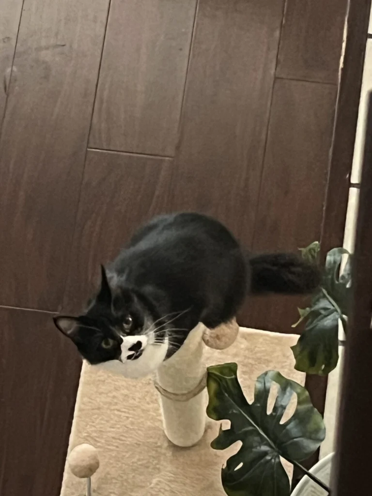Cutiegirl, lost cat, Dometic short hair