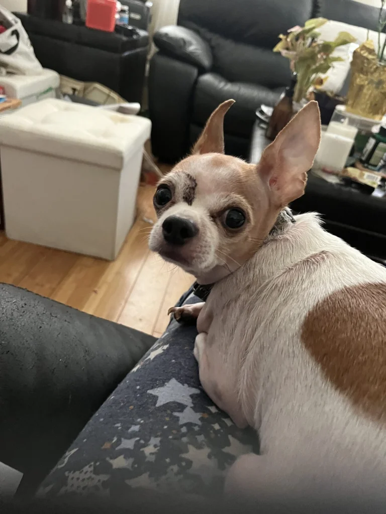 Nori, lost dog, Chihuahua