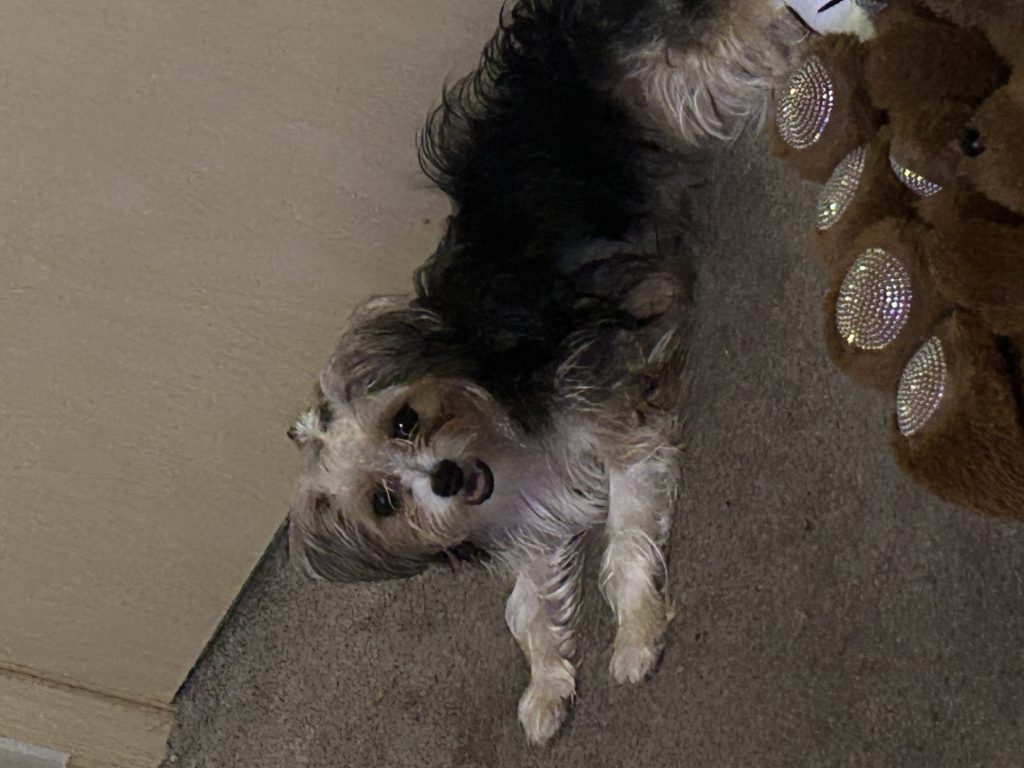 Nova, lost dog, Yorkie mixed with something