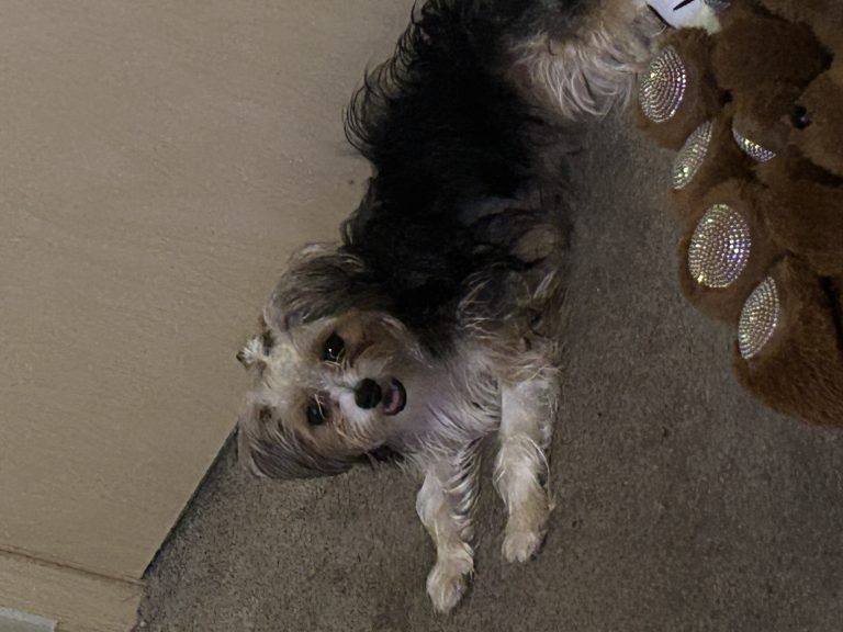Nova, lost dog, Yorkie mixed with something